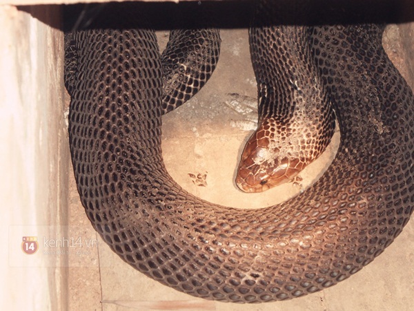Mạo hiểm nuôi rắn độc trong nhà, thu "lãi khủng" mùa tết Ất Mùi 6