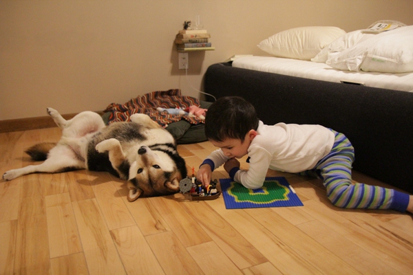 Tan chảy với hình ảnh đáng yêu của cậu bé gốc Nhật Bản bên cún cưng 3