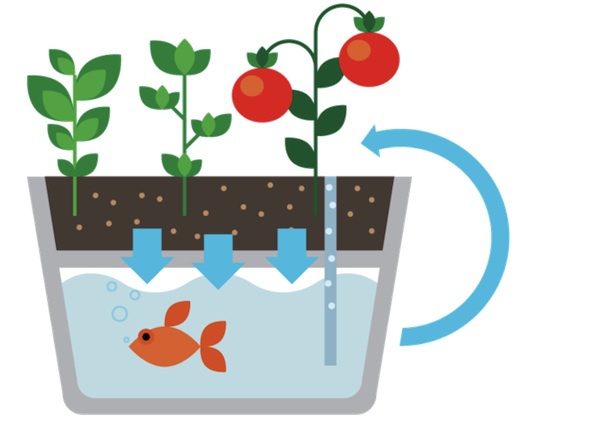 Ecofarm: Bể cá tí hon tuần hoàn tự lọc nước và trồng rau sạch 2