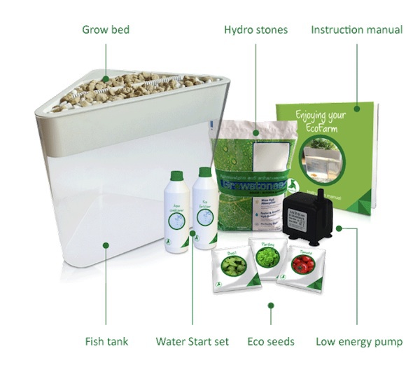Ecofarm: Bể cá tí hon tuần hoàn tự lọc nước và trồng rau sạch 3
