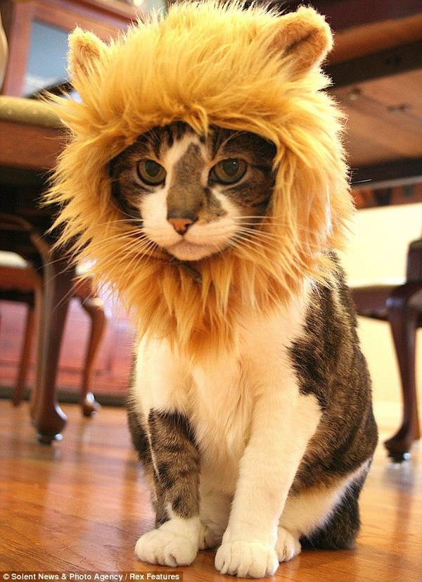 15 chú mèo "đội lốt" sư tử ngộ nghĩnh và dễ thương 5