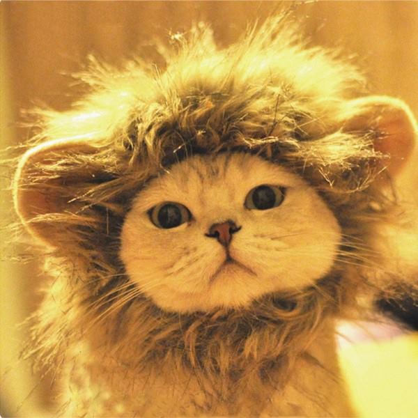 15 chú mèo "đội lốt" sư tử ngộ nghĩnh và dễ thương 6