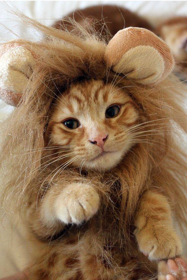 15 chú mèo "đội lốt" sư tử ngộ nghĩnh và dễ thương 7