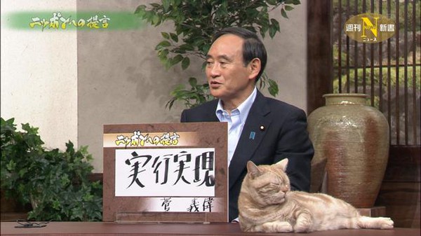 Khi mèo là... khách mời quen thuộc trên chương trình thời sự Nhật Bản 15