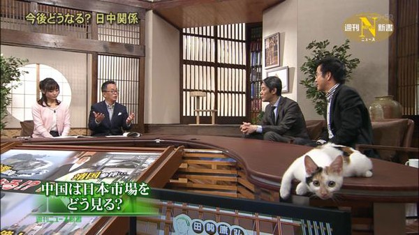Khi mèo là... khách mời quen thuộc trên chương trình thời sự Nhật Bản 2