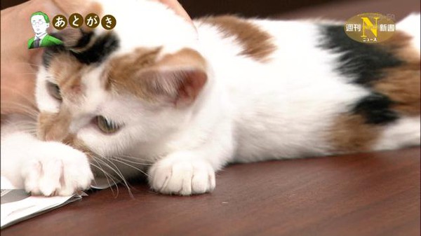 Khi mèo là... khách mời quen thuộc trên chương trình thời sự Nhật Bản 7