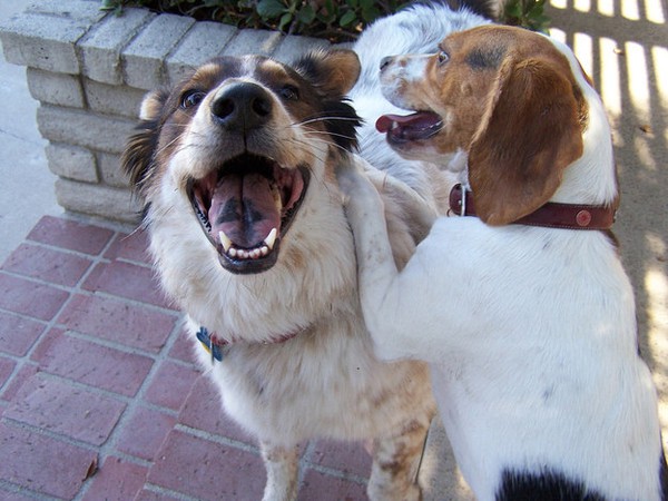 21 bức ảnh giải thích vì sao những chú cún luôn là người bạn thân nhất của con người 6
