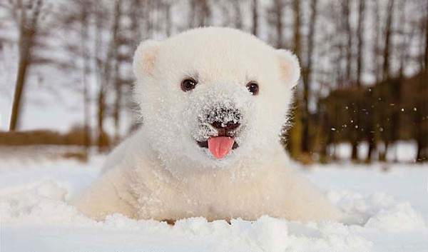 Chùm ảnh đáng yêu của 15 loài động vật lần đầu tiên thấy tuyết 1