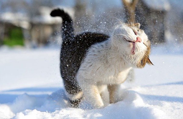 Chùm ảnh đáng yêu của 15 loài động vật lần đầu tiên thấy tuyết 19