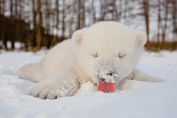 Chùm ảnh đáng yêu của 15 loài động vật lần đầu tiên thấy tuyết 2