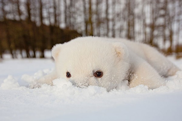 Chùm ảnh đáng yêu của 15 loài động vật lần đầu tiên thấy tuyết 3