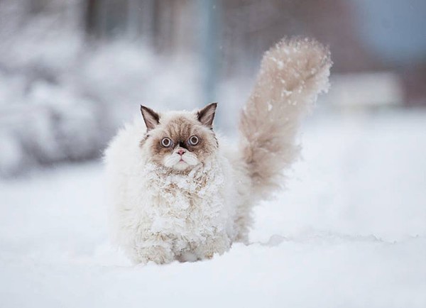 Chùm ảnh đáng yêu của 15 loài động vật lần đầu tiên thấy tuyết 4