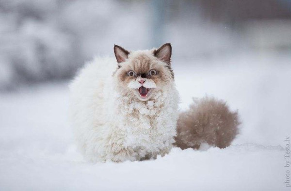 Chùm ảnh đáng yêu của 15 loài động vật lần đầu tiên thấy tuyết 5
