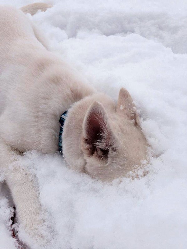 Chùm ảnh đáng yêu của 15 loài động vật lần đầu tiên thấy tuyết 12
