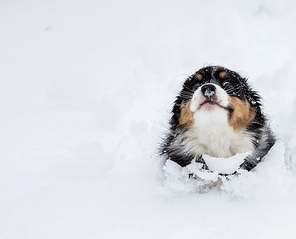 Chùm ảnh đáng yêu của 15 loài động vật lần đầu tiên thấy tuyết 14