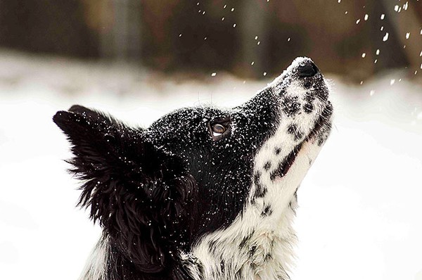 Chùm ảnh đáng yêu của 15 loài động vật lần đầu tiên thấy tuyết 15