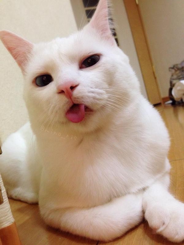 Setsu-chan: Chú mèo đáng yêu với khuôn mặt... say xỉn 17