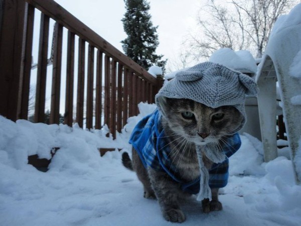 Chùm ảnh 17 chú mèo đã cảm thấy chán ngấy mùa đông 1