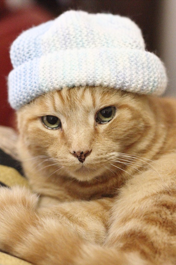 Chùm ảnh 17 chú mèo đã cảm thấy chán ngấy mùa đông 7
