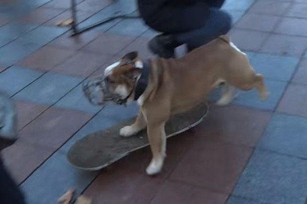 Chú chó trượt patin làm đám đông biểu tình giận dữ giải tán 1