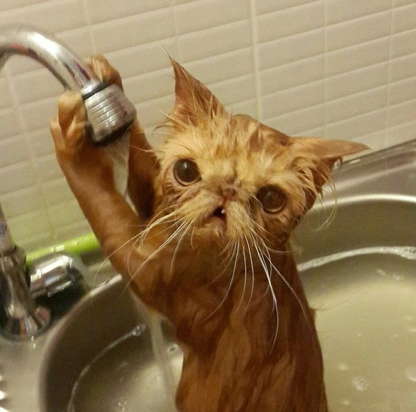 Chân dung 17 chú mèo đáng yêu thích chuyện tắm gội 12