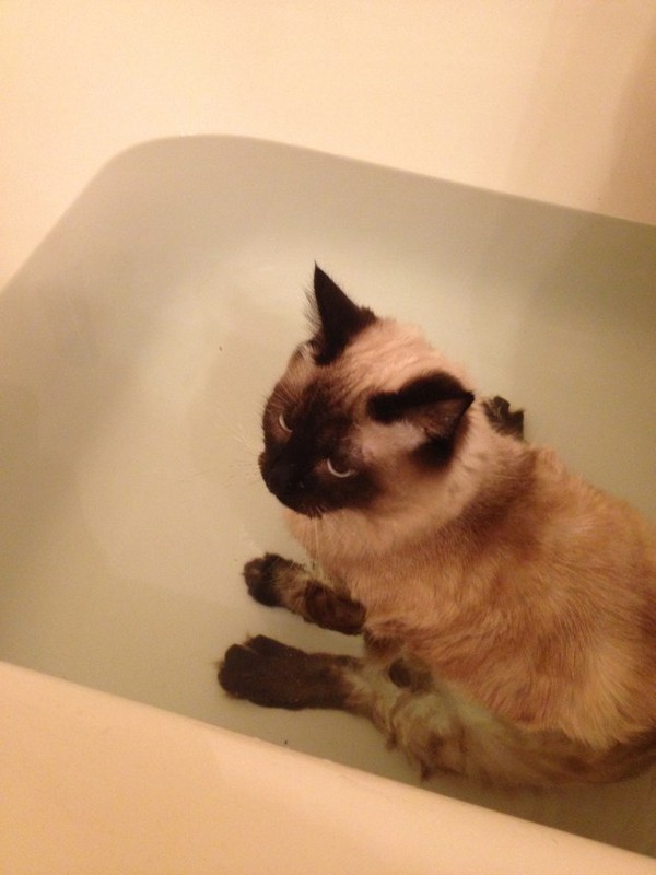 Chân dung 17 chú mèo đáng yêu thích chuyện tắm gội 13