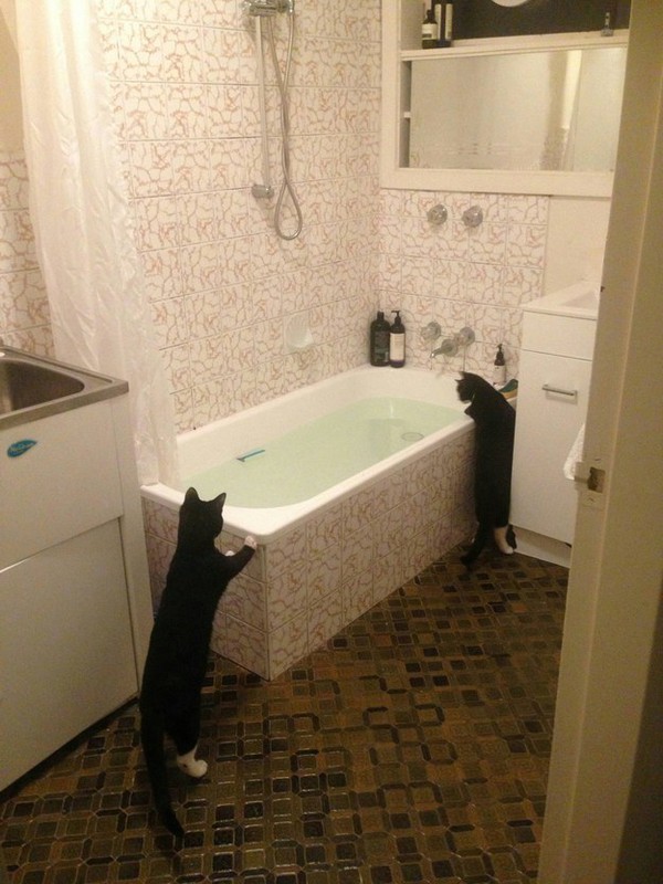 Chân dung 17 chú mèo đáng yêu thích chuyện tắm gội 15