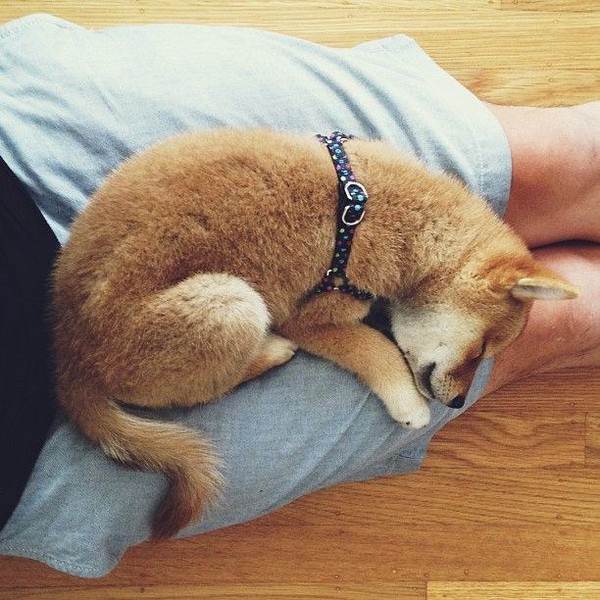 16 bé cún Shiba Inu ngái ngủ đáng yêu tới nỗi chẳng nỡ đánh thức 8