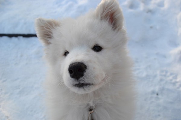 20 ch&uacute; ch&oacute; Samoyed đ&aacute;ng y&ecirc;u ngay từ c&aacute;i nh&igrave;n đầu ti&ecirc;n 12