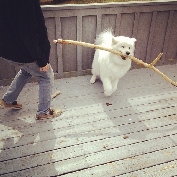 20 chú chó Samoyed đáng yêu ngay từ cái nhìn đầu tiên 13