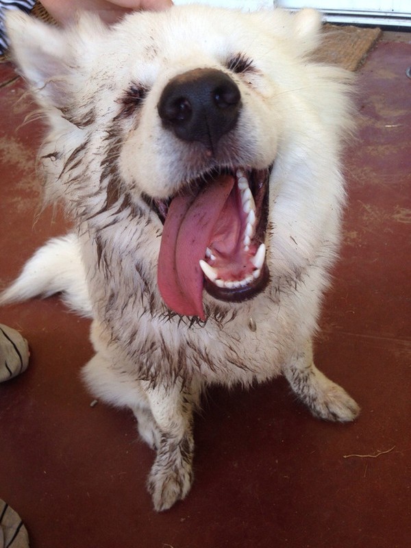 20 chú chó Samoyed đáng yêu ngay từ cái nhìn đầu tiên 14