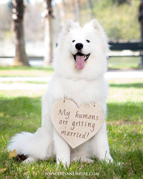 20 chú chó Samoyed đáng yêu ngay từ cái nhìn đầu tiên 18