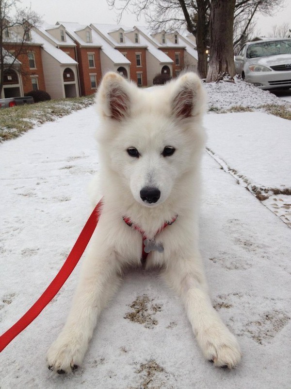 20 chú chó Samoyed đáng yêu ngay từ cái nhìn đầu tiên 3