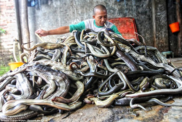 Cận cảnh công xưởng lột da rắn đẫm máu tại Indonesia 2