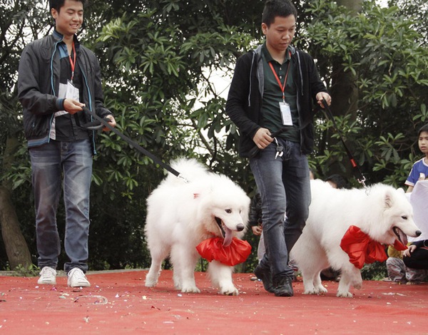 Hà Nội tưng bừng hội chợ cún yêu lần đầu tiên 10