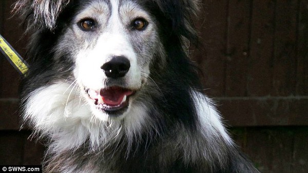 Chú chó collie bị ruồng bỏ vì tật mắt lác 1