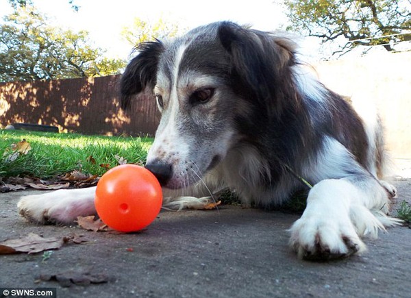 Chú chó collie bị ruồng bỏ vì tật mắt lác 3