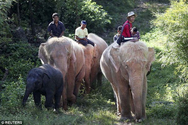 Đàn voi trắng 5 con cực hiếm được nuôi nhốt ở Myanmar 1