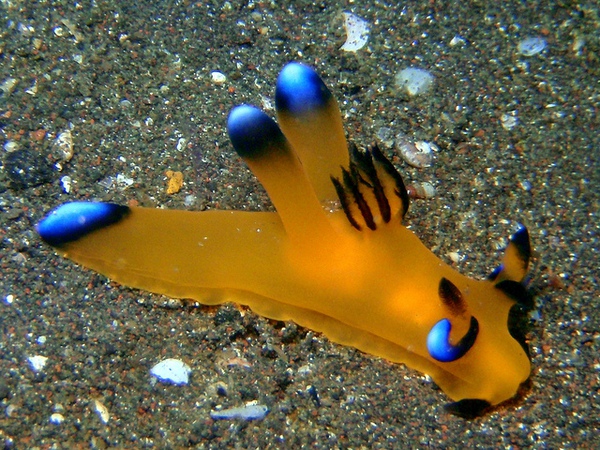 Ốc sên biển ngộ nghĩnh có ngoại hình giống Pikachu 2