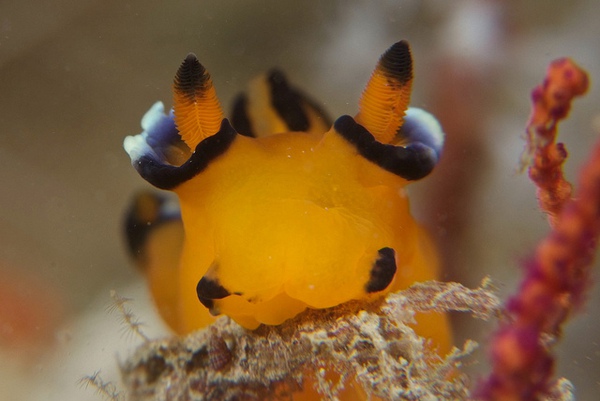 Ốc sên biển ngộ nghĩnh có ngoại hình giống Pikachu 3