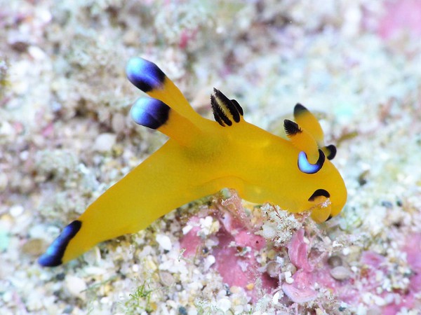 Ốc sên biển ngộ nghĩnh có ngoại hình giống Pikachu 4