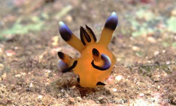 Ốc sên biển ngộ nghĩnh có ngoại hình giống Pikachu 5