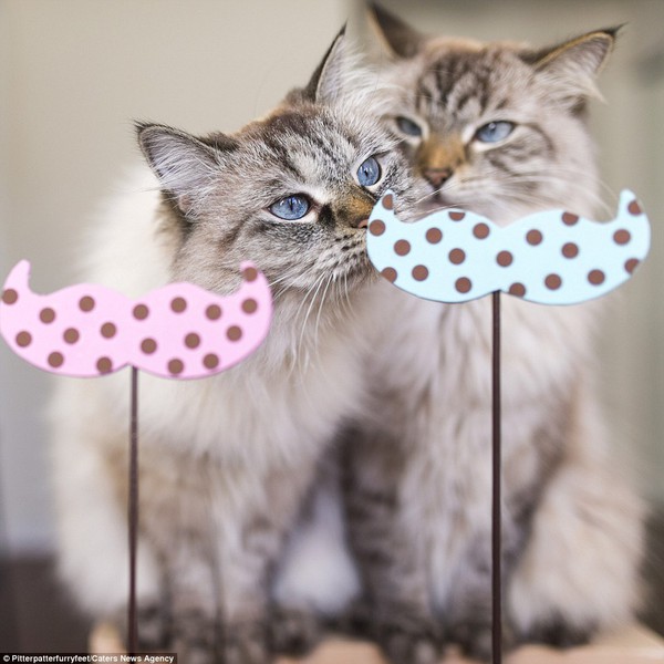 Cặp đôi mèo "nổi như cồn" nhờ khả năng tạo dáng chuyên nghiệp 3