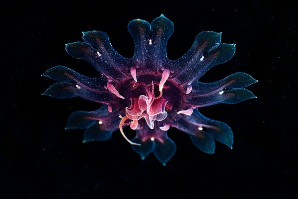 Dừng hình trước khoảnh khắc đẹp kỳ ảo của sứa biển 9