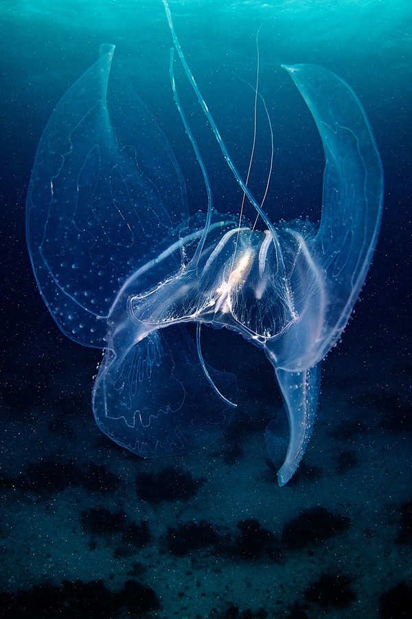 Dừng hình trước khoảnh khắc đẹp kỳ ảo của sứa biển 11