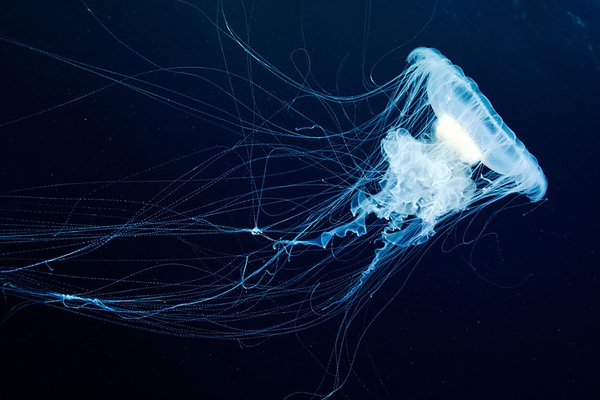 Dừng hình trước khoảnh khắc đẹp kỳ ảo của sứa biển 15