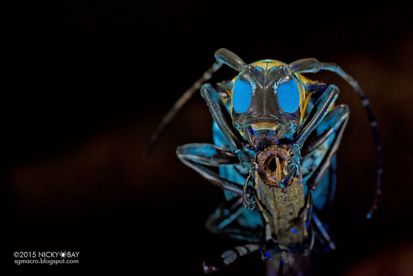 Bộ ảnh macro về côn trùng "đẹp lạ" tới đứng hình 2