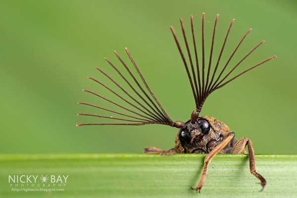 Bộ ảnh macro về côn trùng "đẹp lạ" tới đứng hình 1