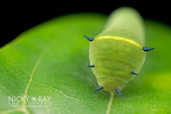 Bộ ảnh macro về côn trùng "đẹp lạ" tới đứng hình 6