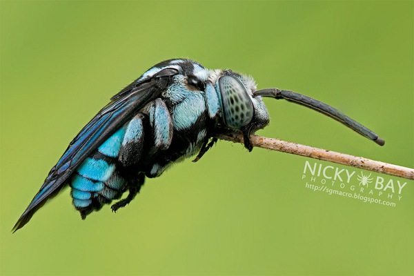 Bộ ảnh macro về côn trùng "đẹp lạ" tới đứng hình 10